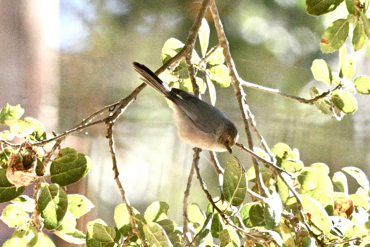 Bushtit - ML629628692