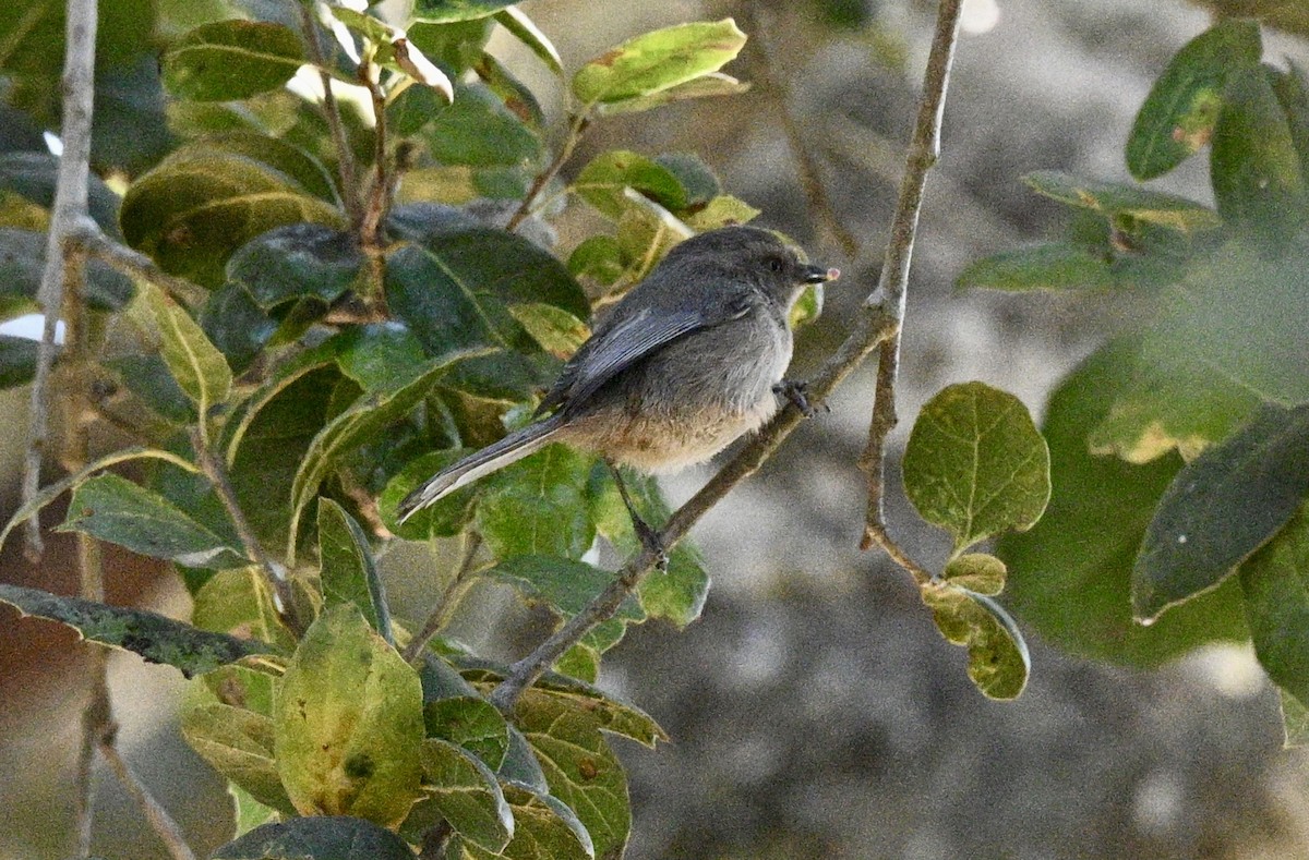 Bushtit - ML629628693