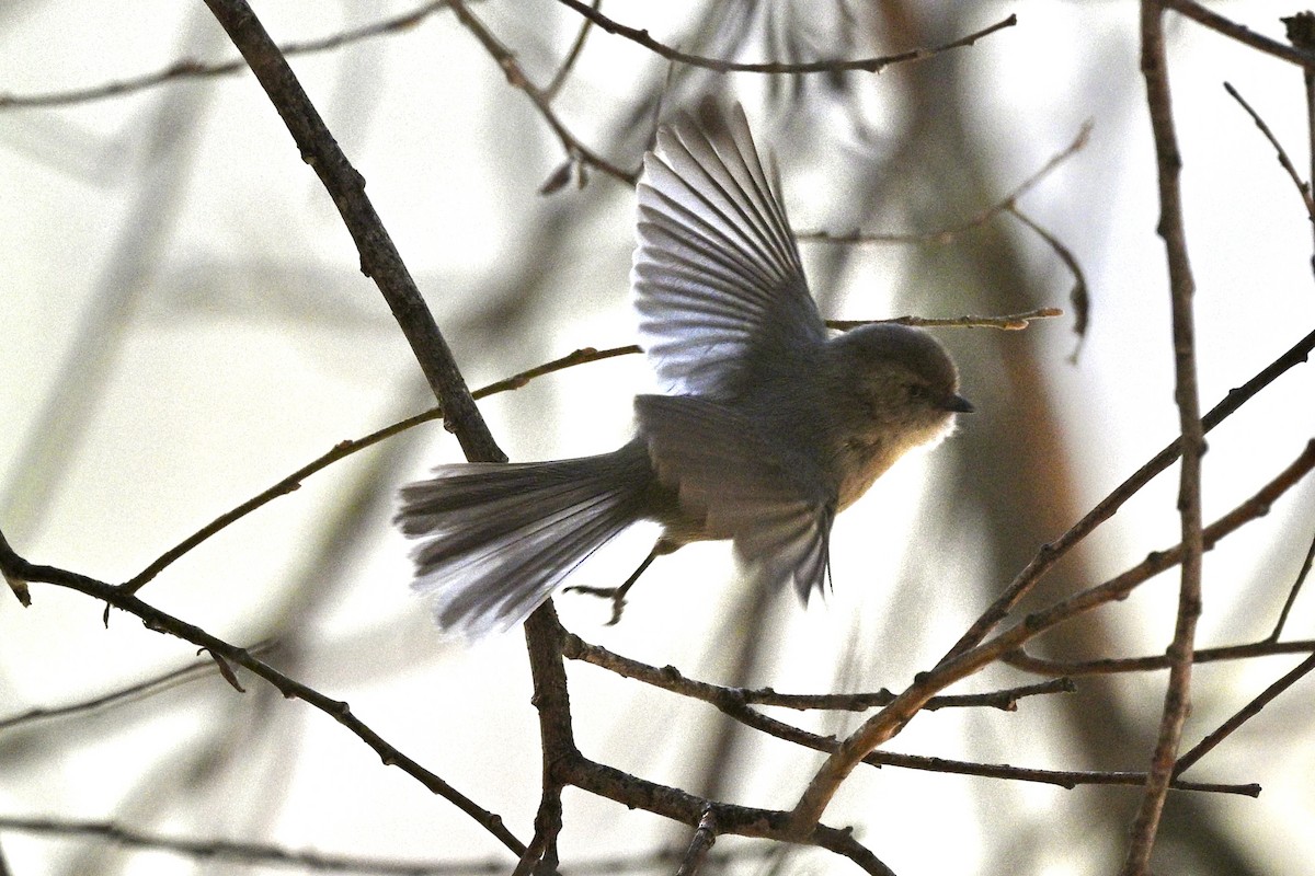 Bushtit - ML629628694