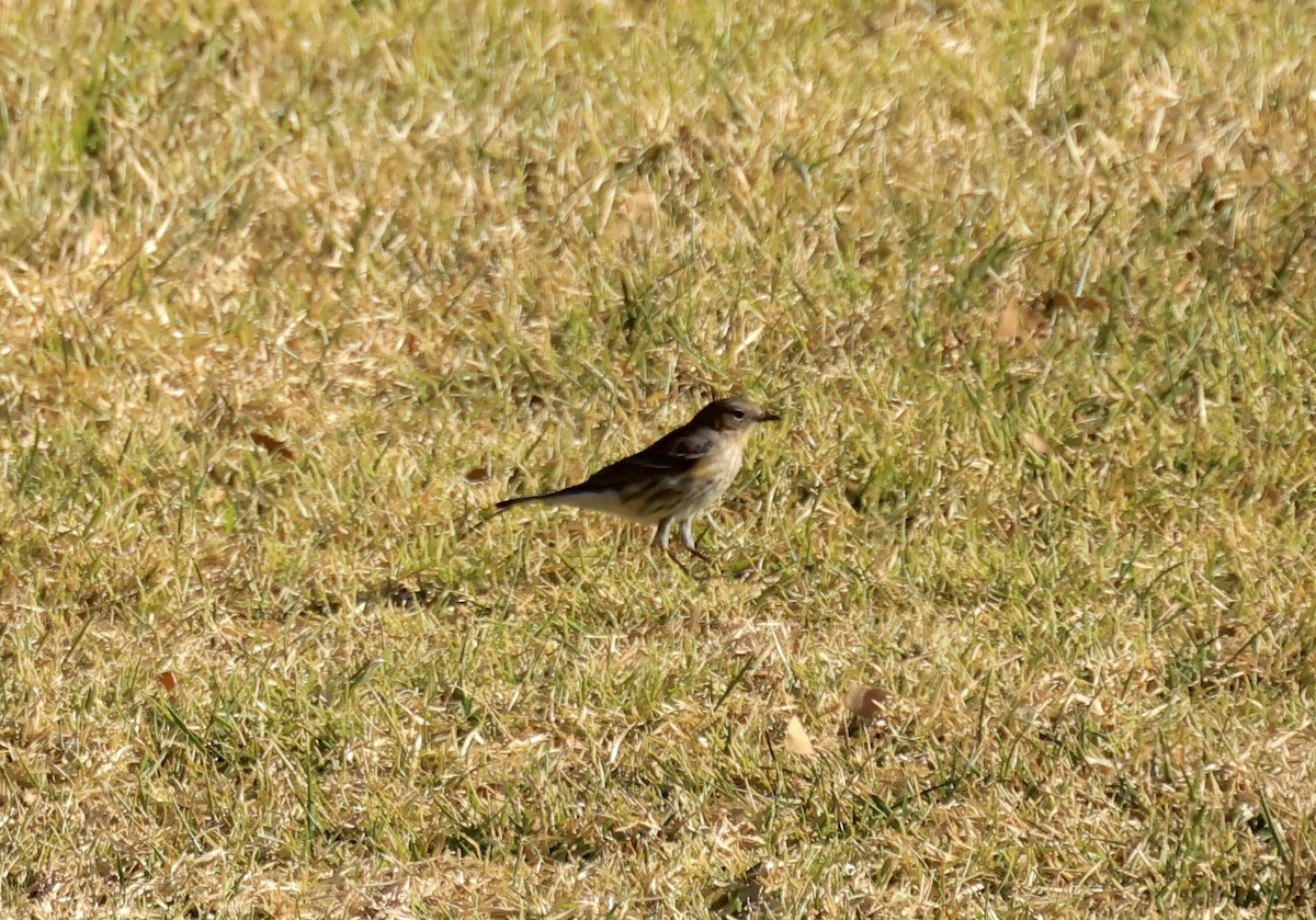Yellow-rumped Warbler - ML629628733