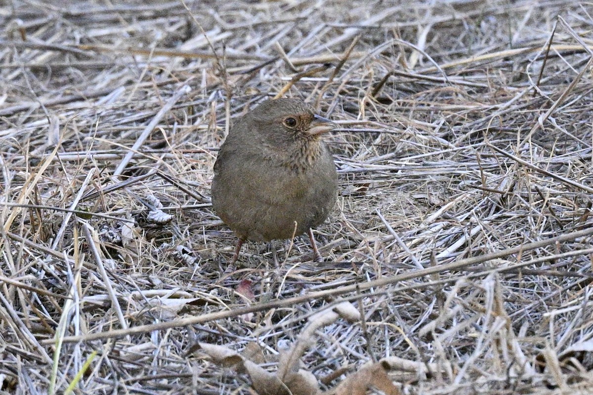 California Towhee - ML629628744