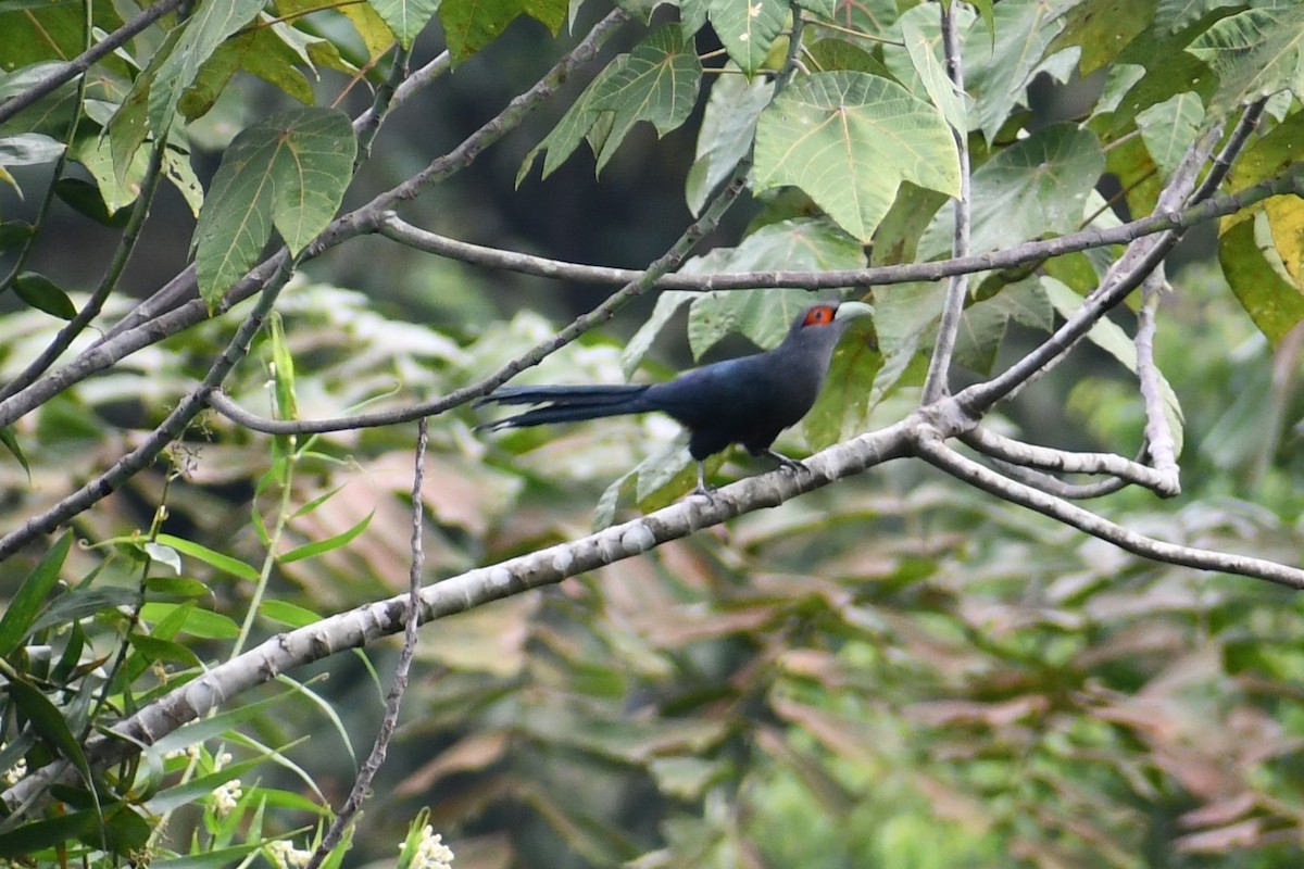 Chestnut-bellied Malkoha - ML629628862
