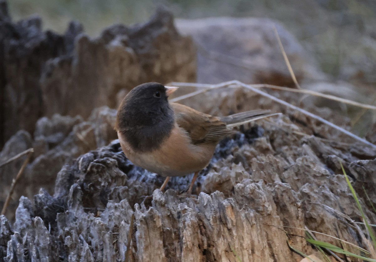 Dark-eyed Junco (Oregon) - ML629628874
