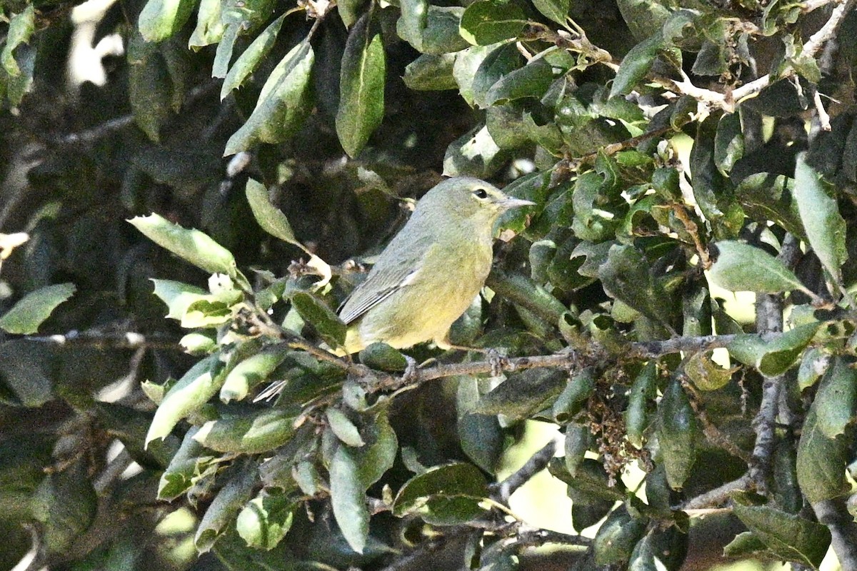 Orange-crowned Warbler - ML629628889
