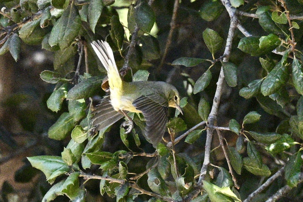 Orange-crowned Warbler - ML629628890