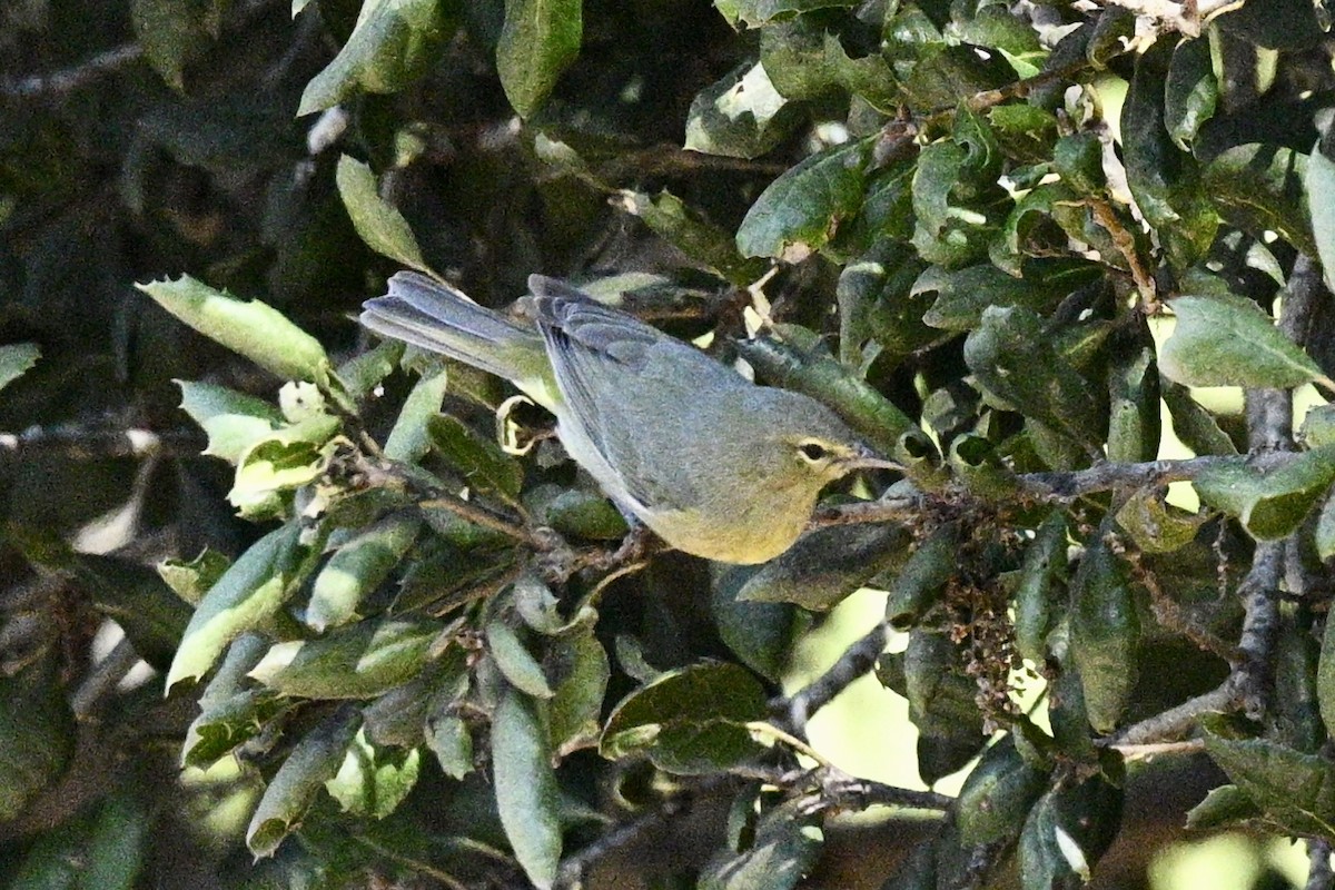 Orange-crowned Warbler - ML629628891
