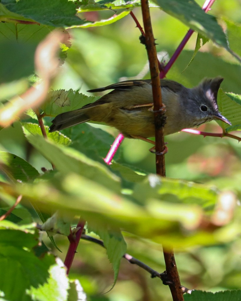 Stripe-throated Yuhina - ML629628925