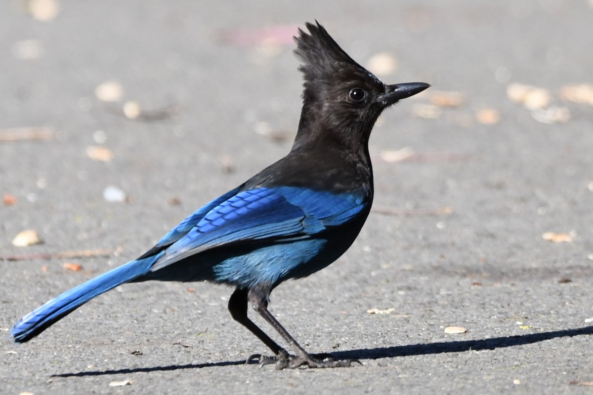 Steller's Jay - ML629629039