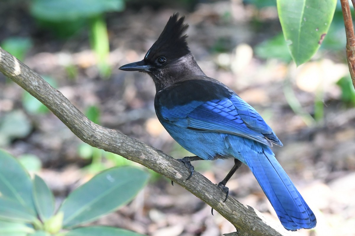 Steller's Jay - ML629629040