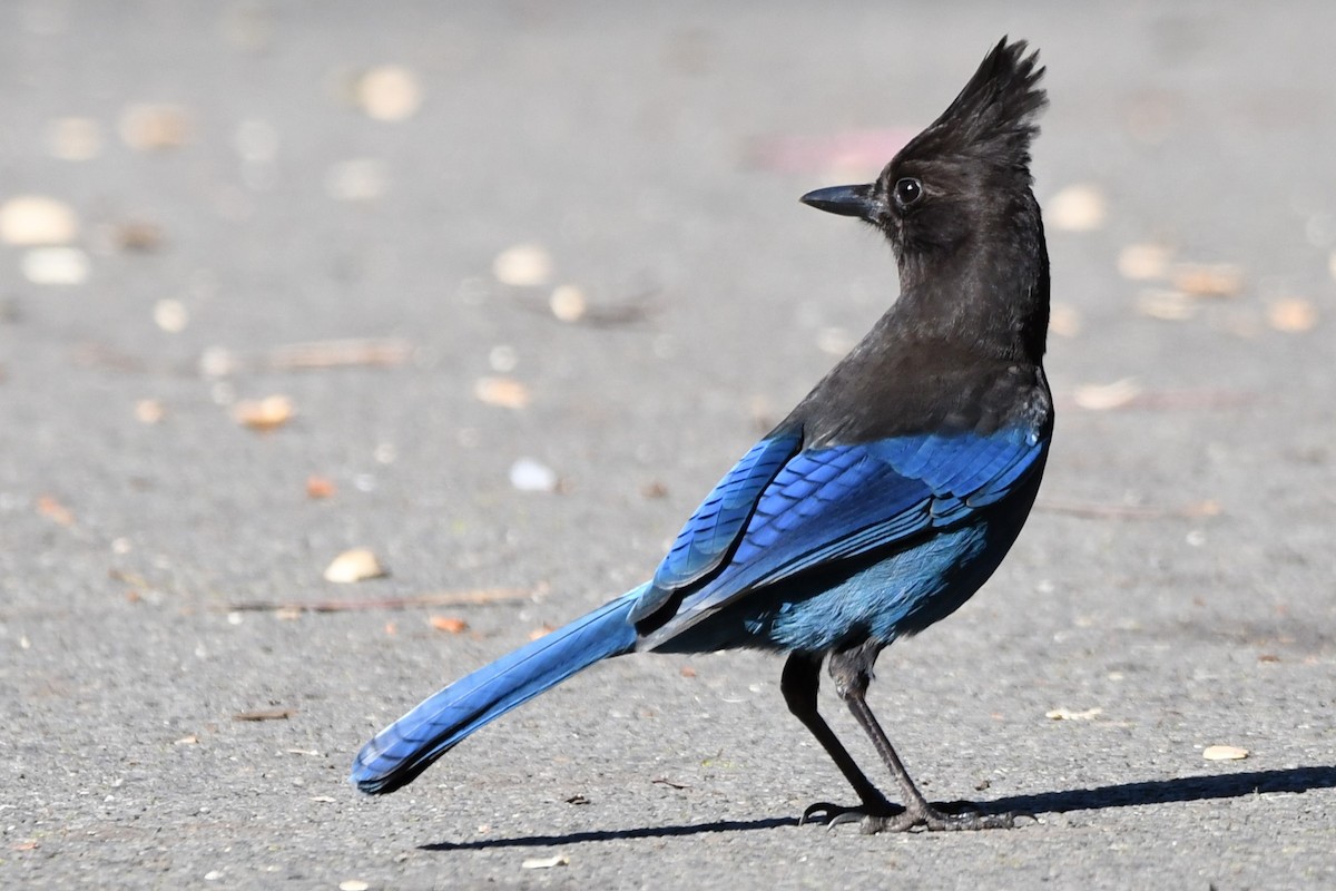 Steller's Jay - ML629629041
