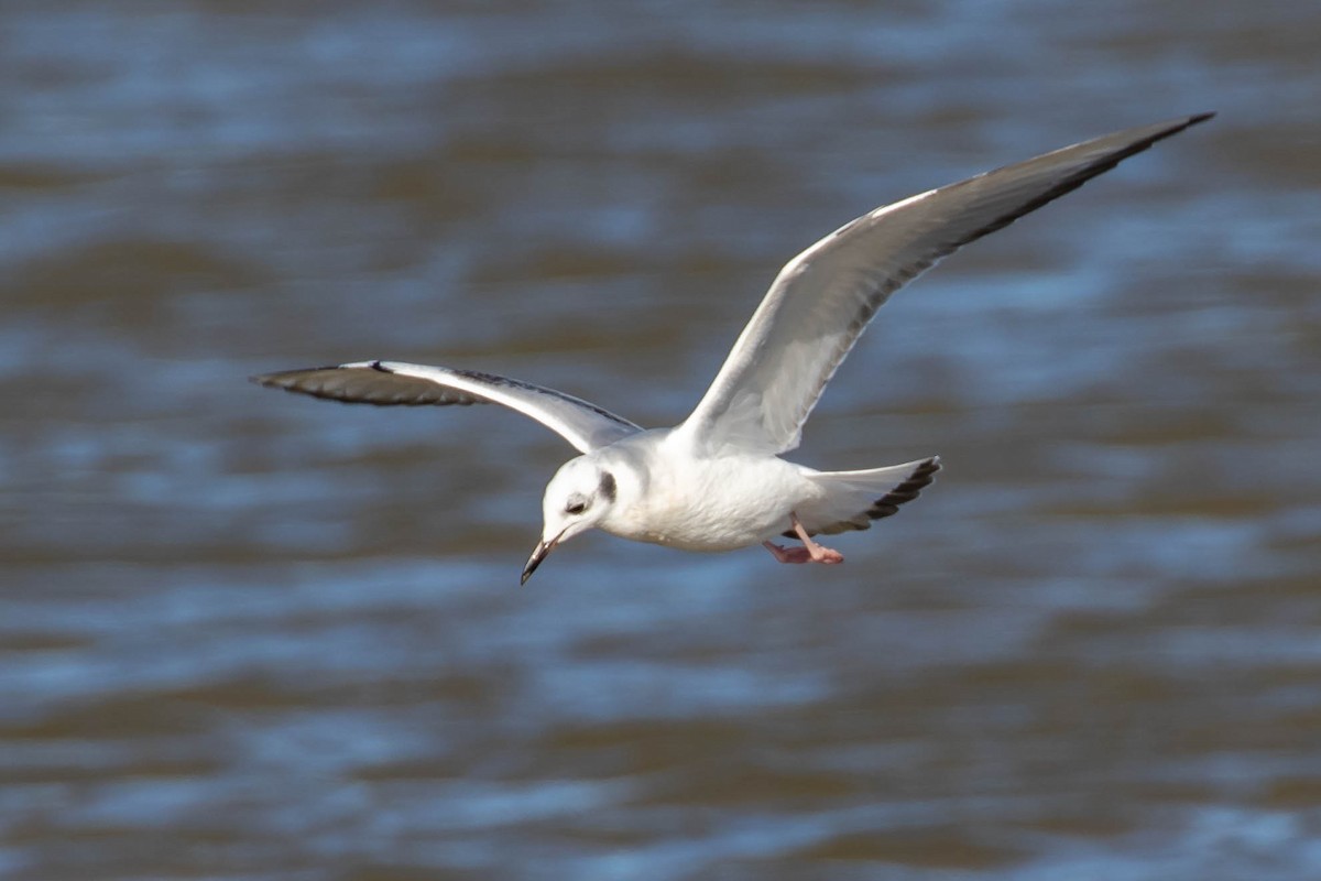 racek Bonapartův - ML629629055