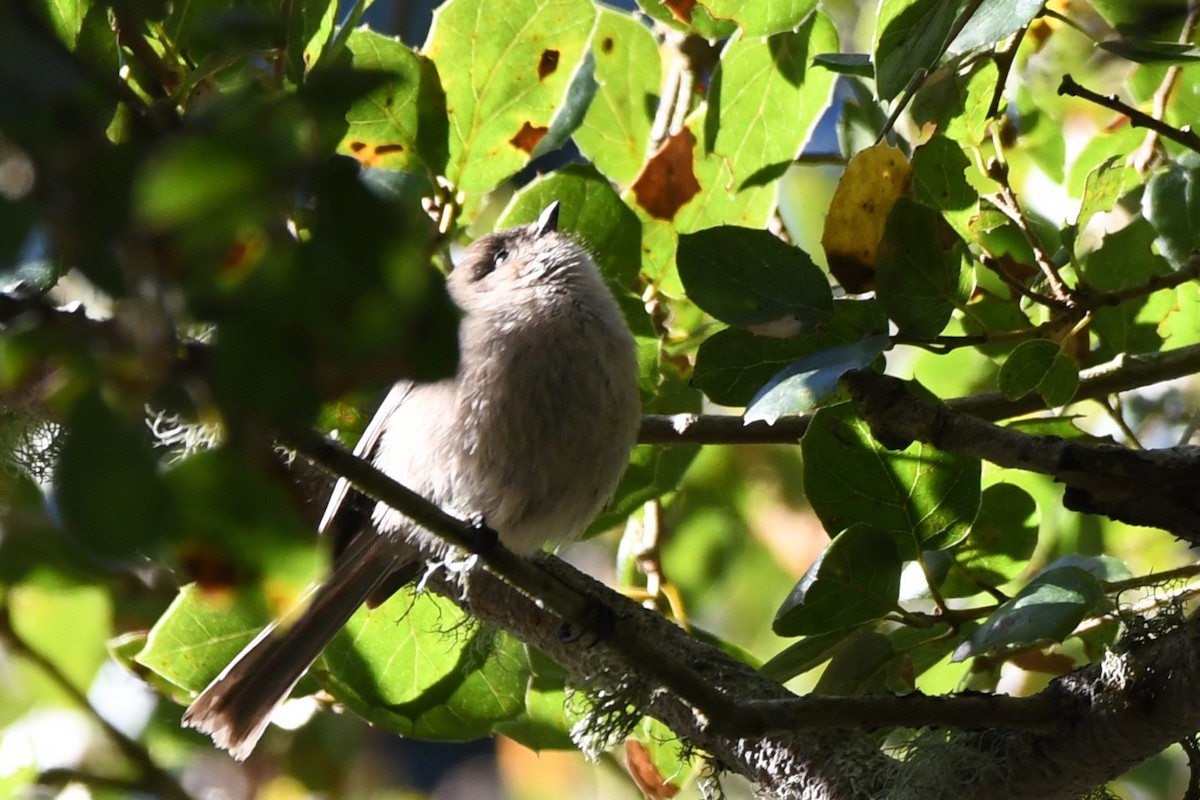 Bushtit - ML629629076