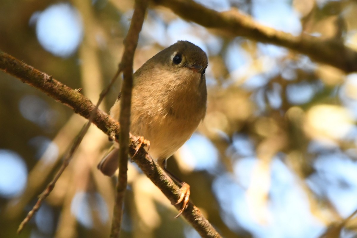Ruby-crowned Kinglet - ML629629135