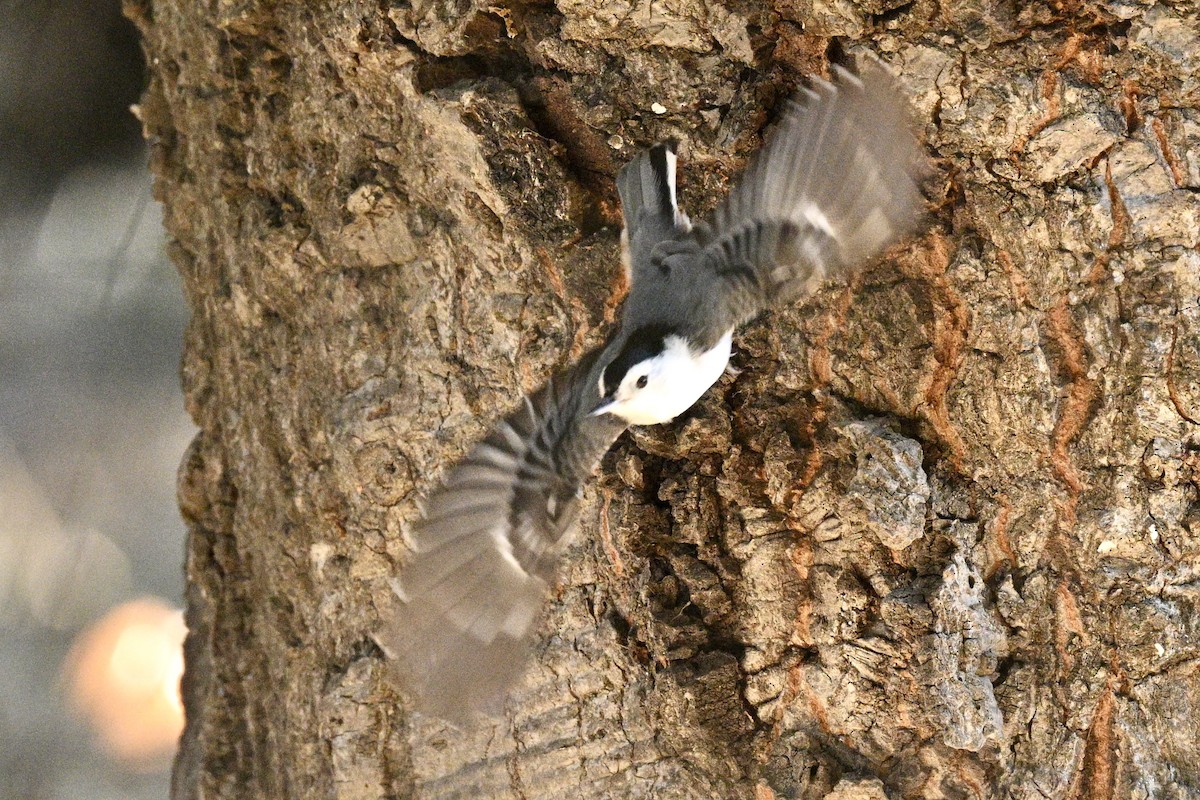 White-breasted Nuthatch - ML629629152