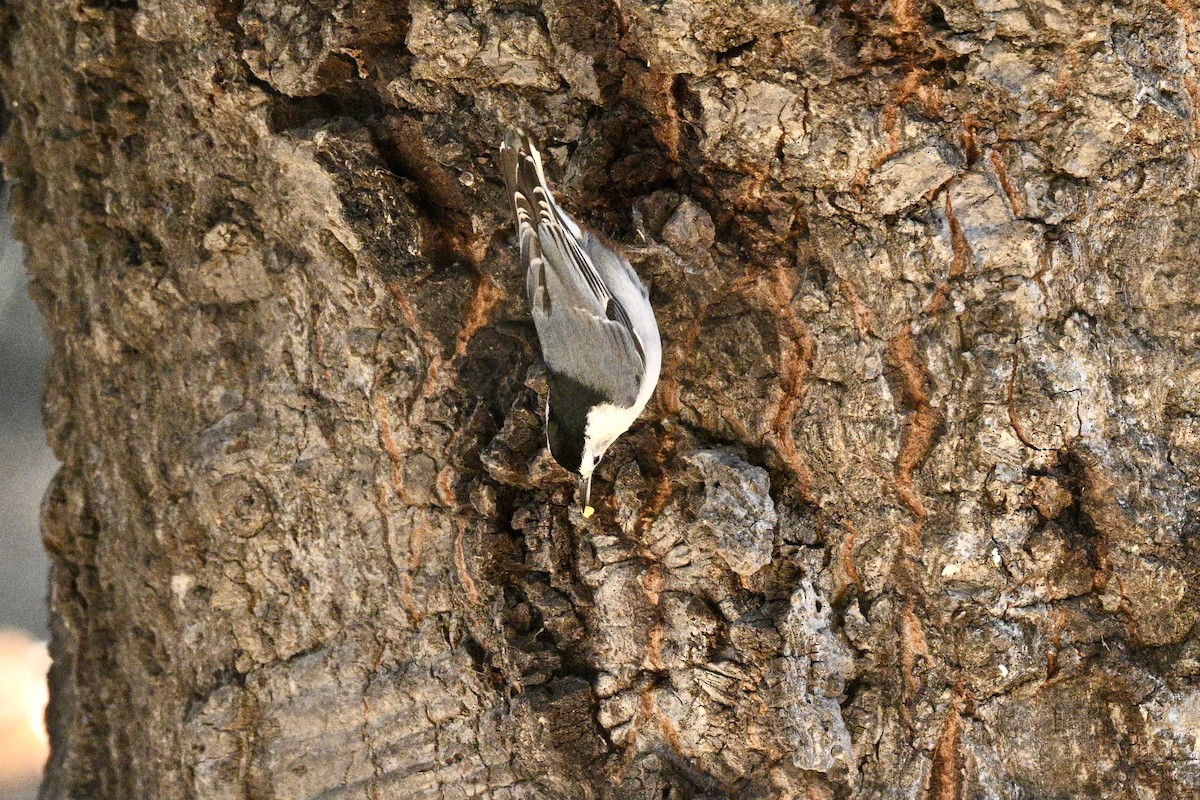White-breasted Nuthatch - ML629629153