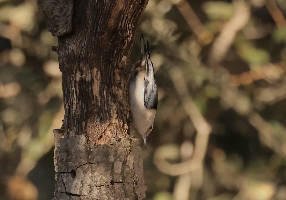 White-breasted Nuthatch - ML629629233
