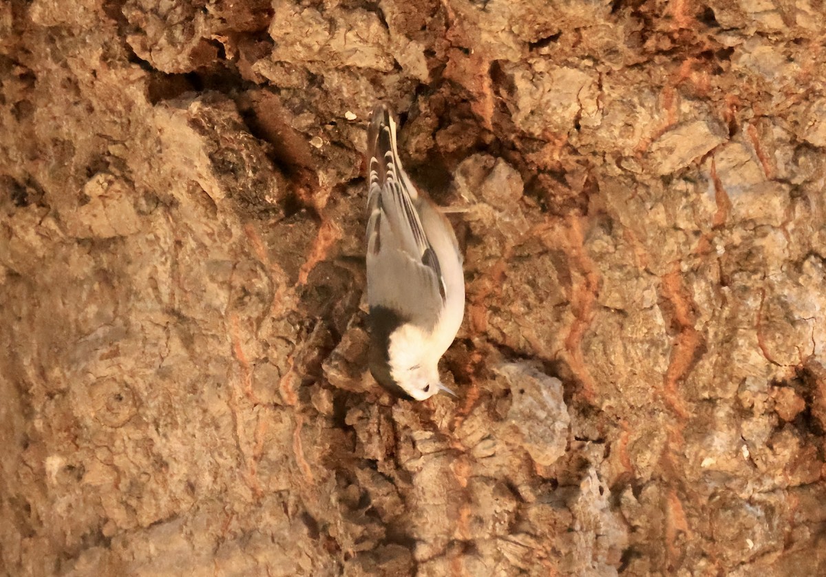 White-breasted Nuthatch - ML629629234