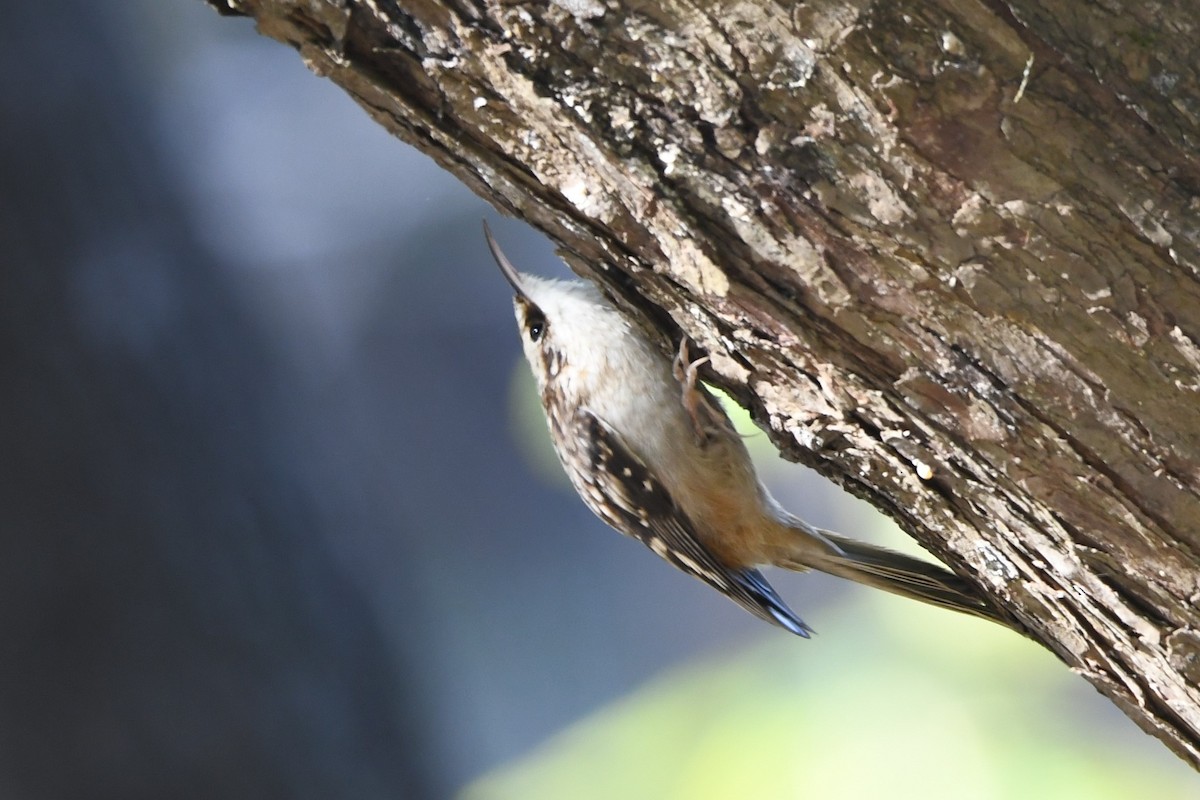 Brown Creeper - ML629629260