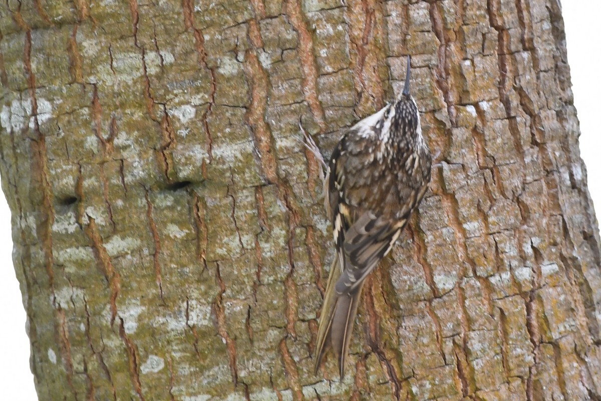 Brown Creeper - ML629629261