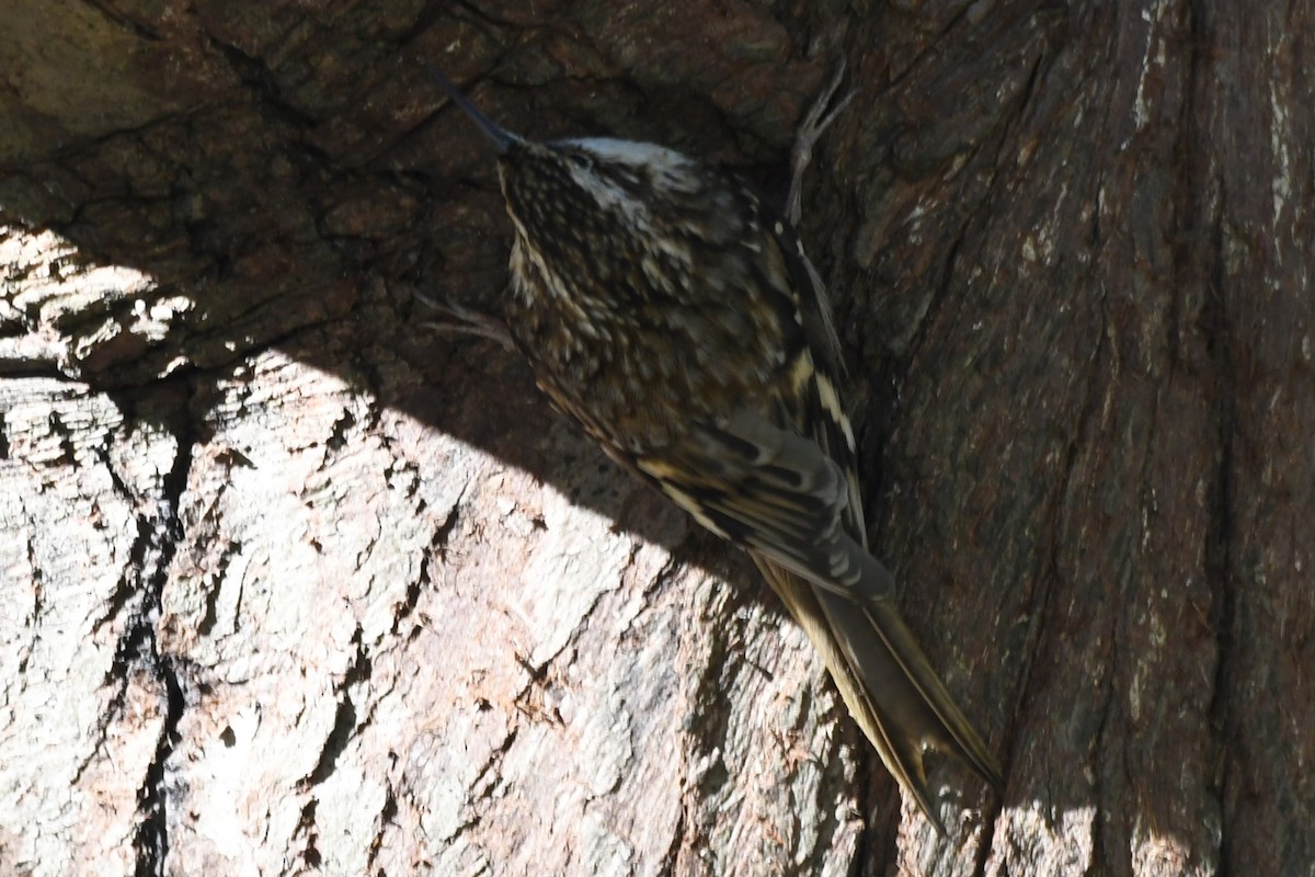 Brown Creeper - ML629629262