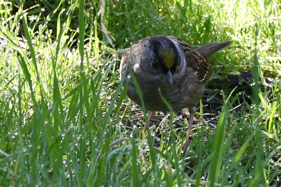 Golden-crowned Sparrow - ML629629269