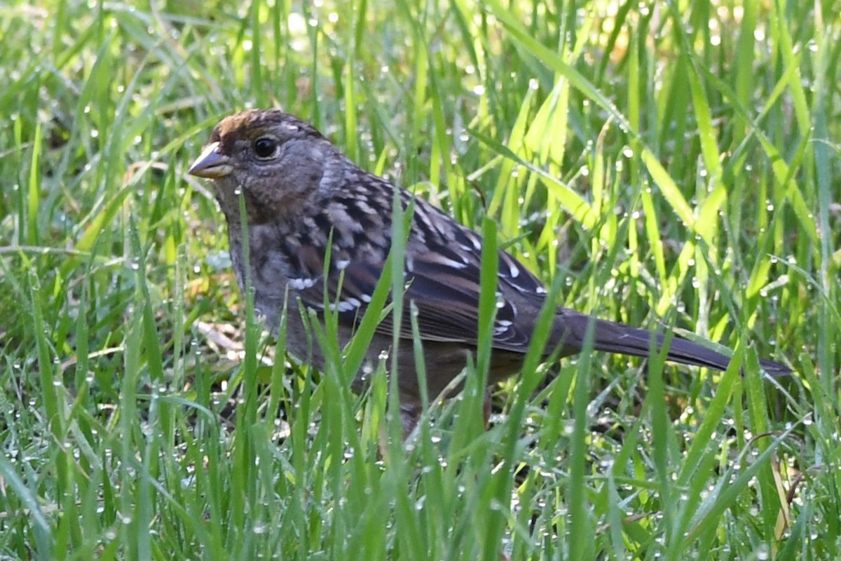 Golden-crowned Sparrow - ML629629270