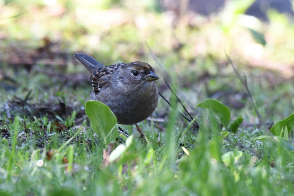 Golden-crowned Sparrow - ML629629271