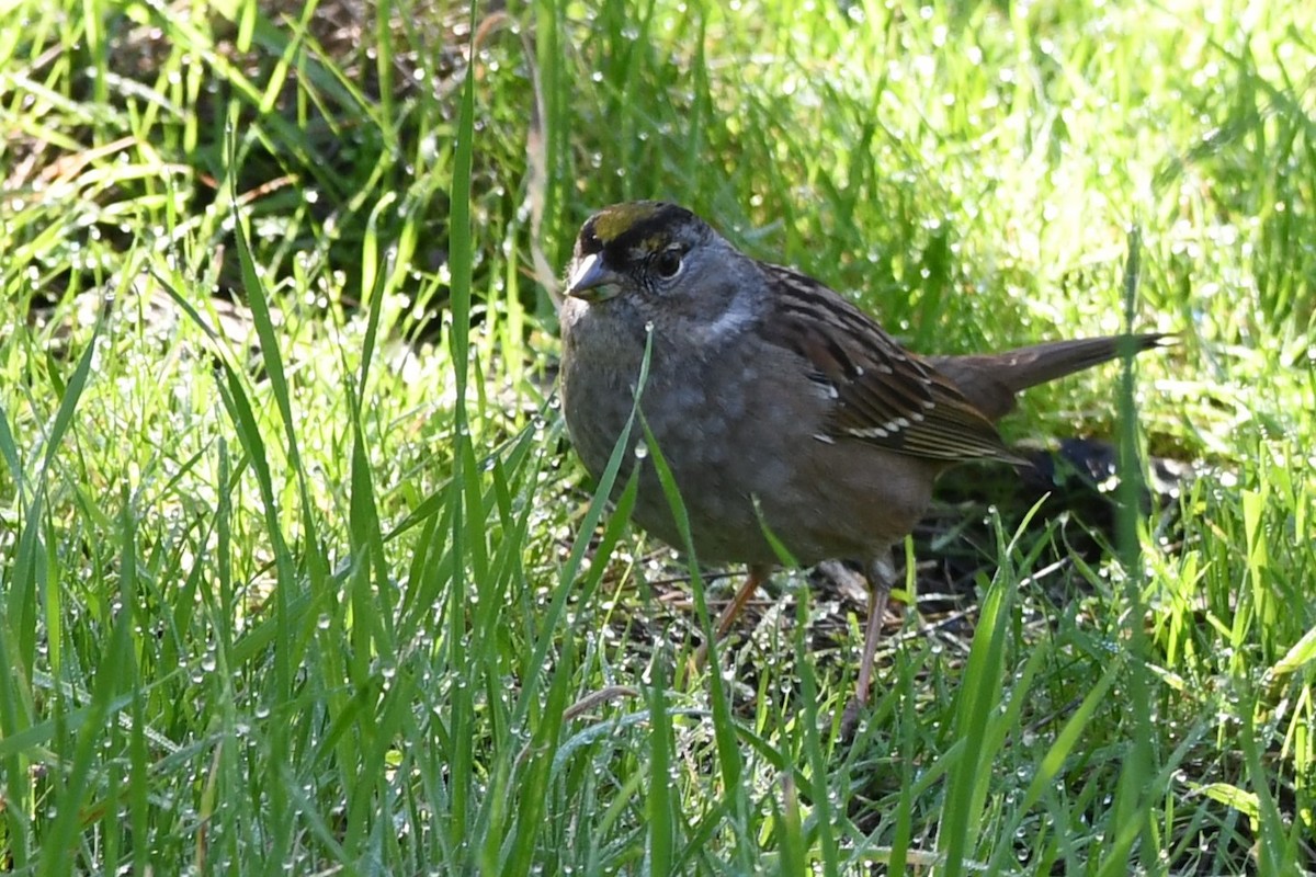 Golden-crowned Sparrow - ML629629272