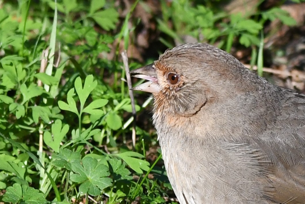 California Towhee - ML629629289