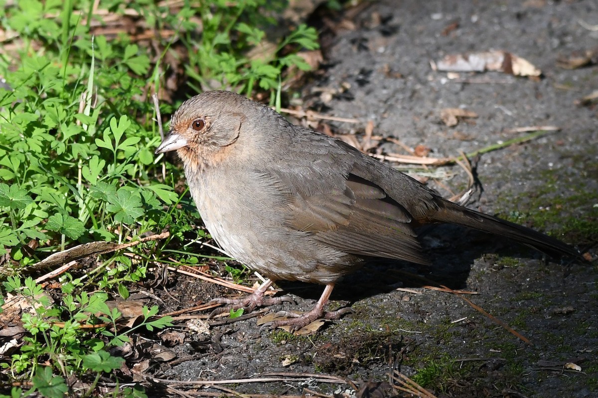California Towhee - ML629629290