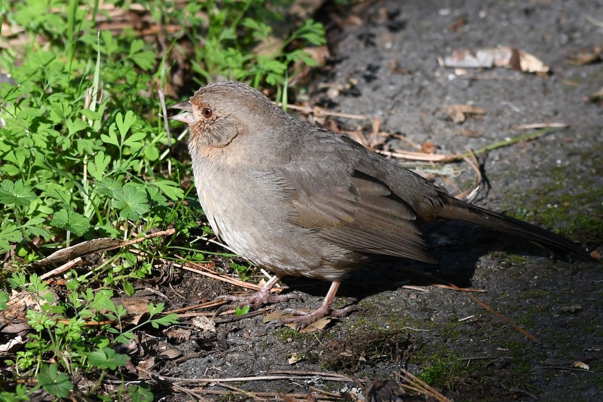 California Towhee - ML629629291