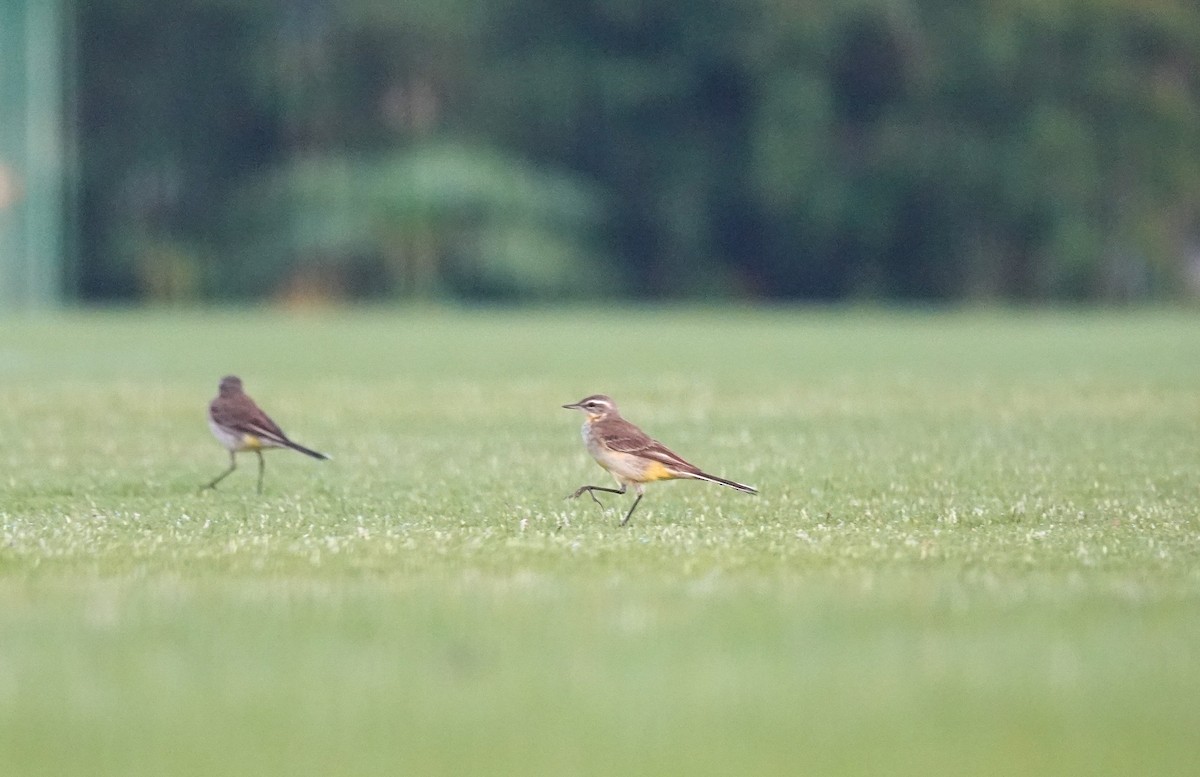 Eastern Yellow Wagtail - ML629629928