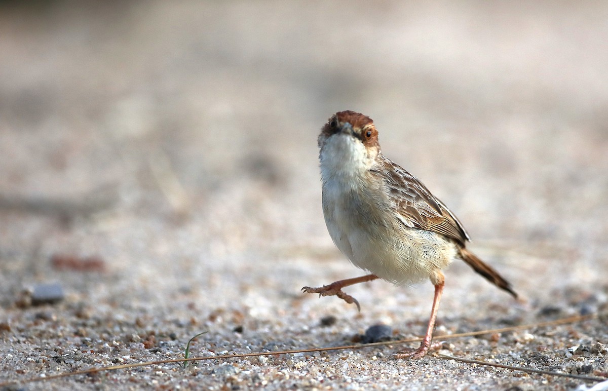 Tinkling Cisticola - ML629630255