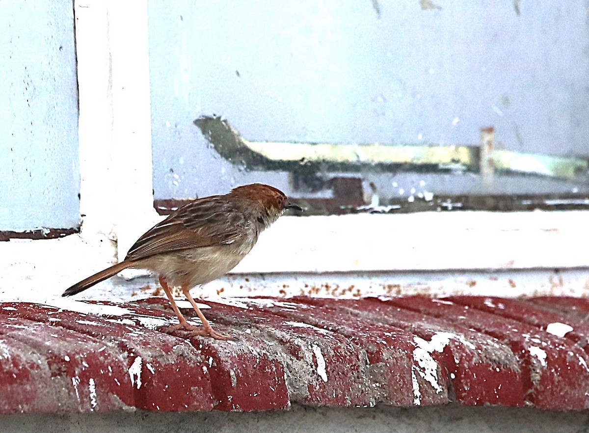 Tinkling Cisticola - ML629630256