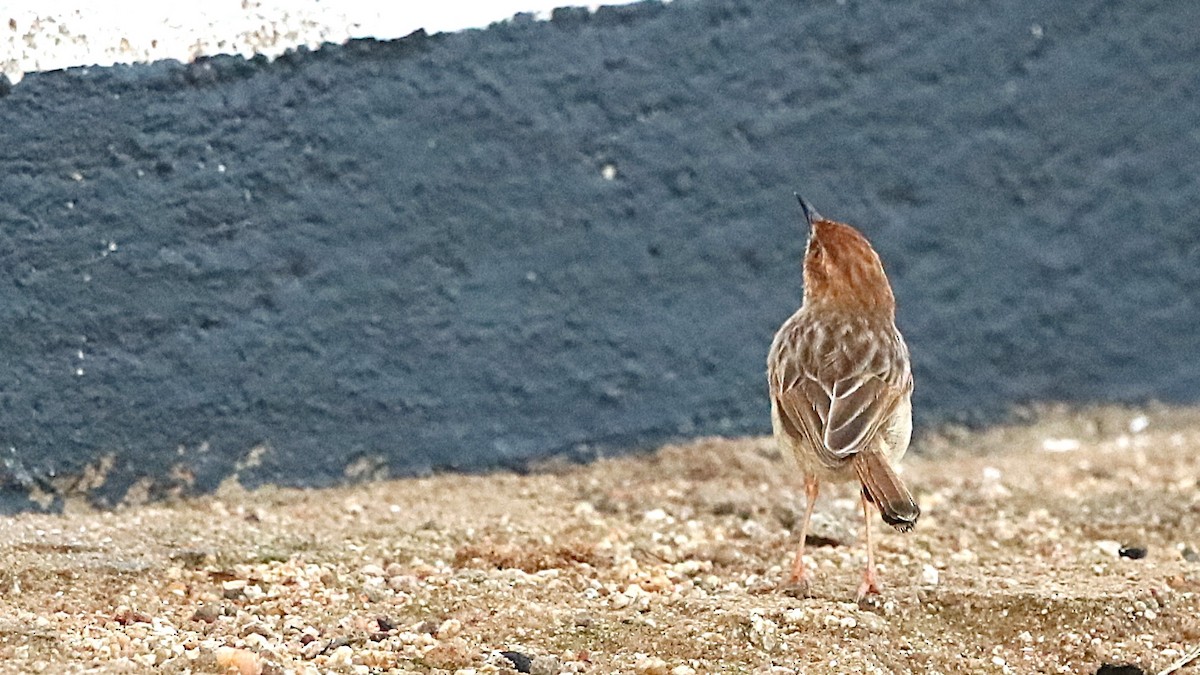 Tinkling Cisticola - ML629630263
