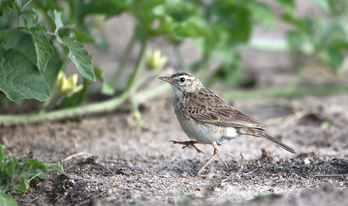 African Pipit - ML629630278