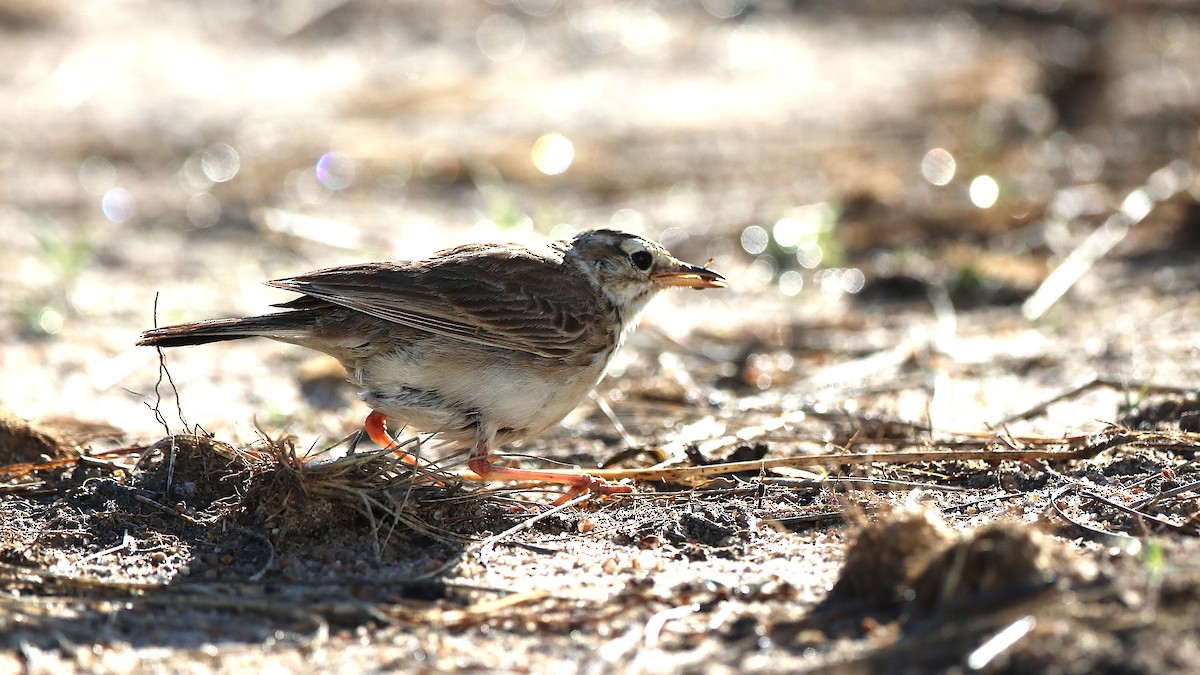 African Pipit - ML629630283