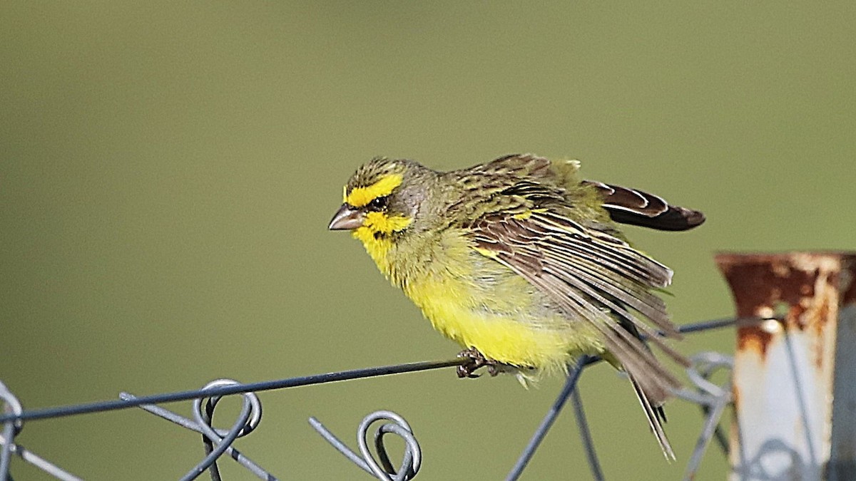 Yellow-fronted Canary - ML629630286