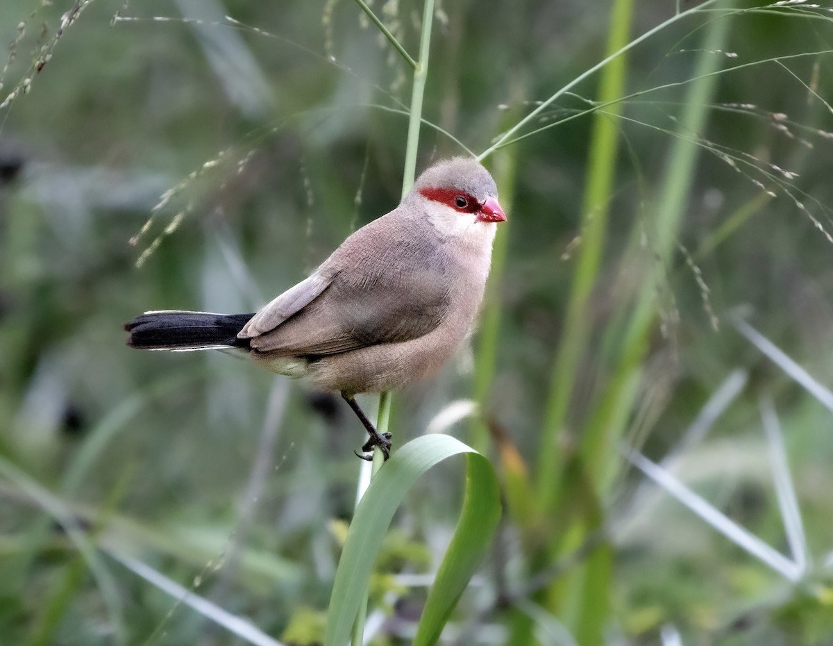 Black-rumped Waxbill - ML629630354