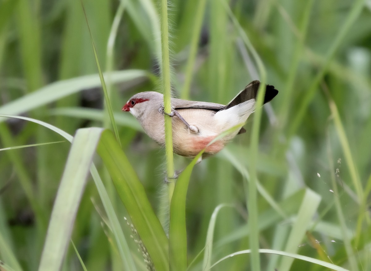 Black-rumped Waxbill - ML629630355
