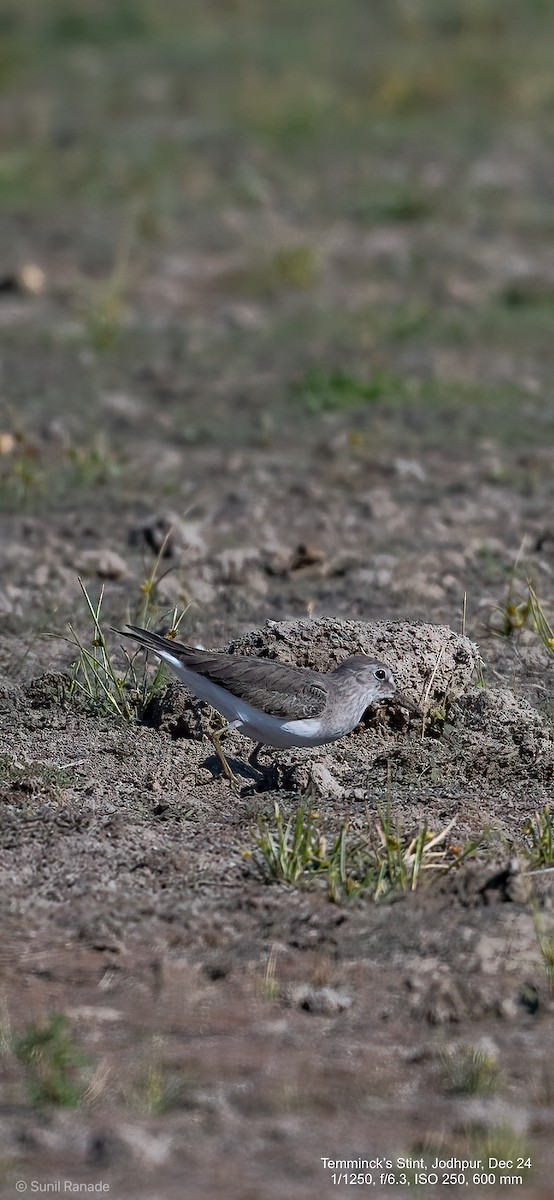 temmincksnipe - ML629630527