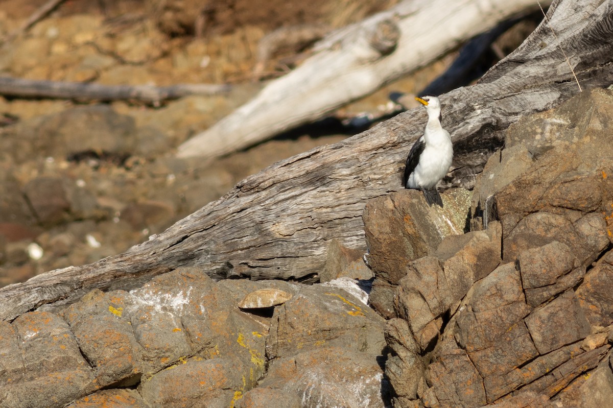 Little Pied Cormorant - ML629630610