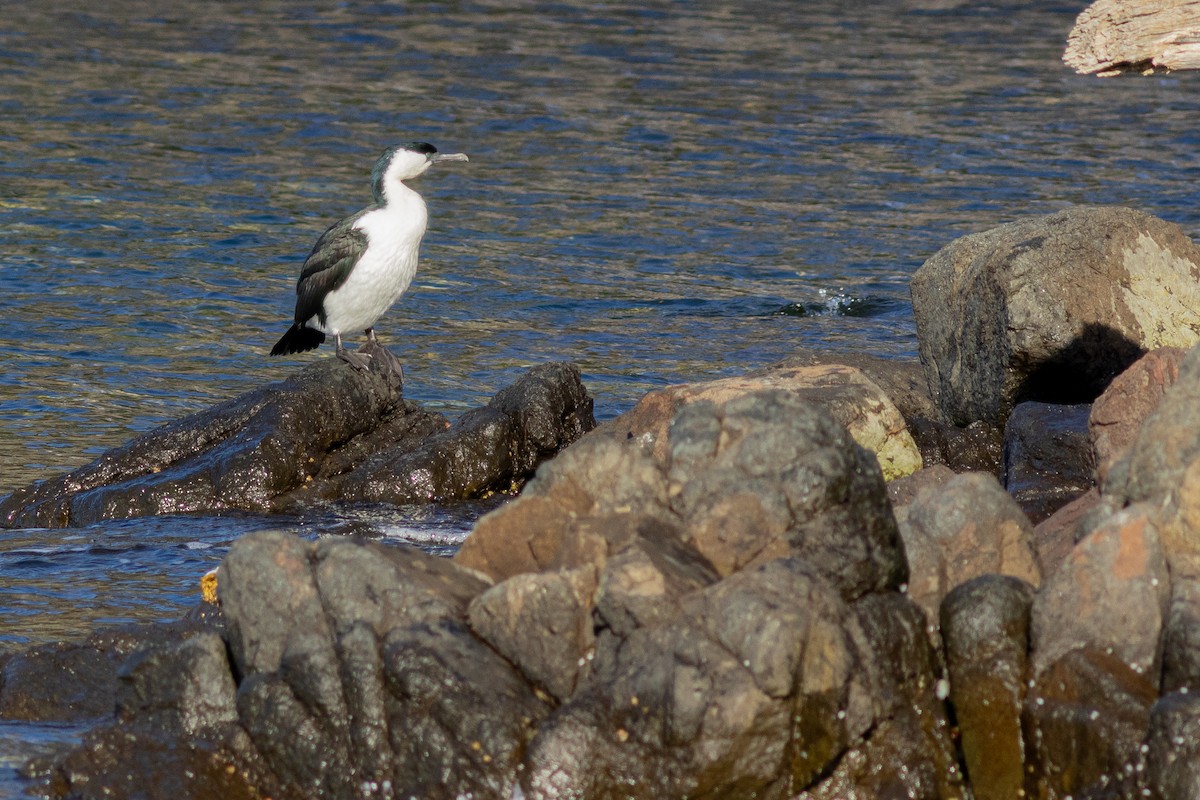 Black-faced Cormorant - ML629630614
