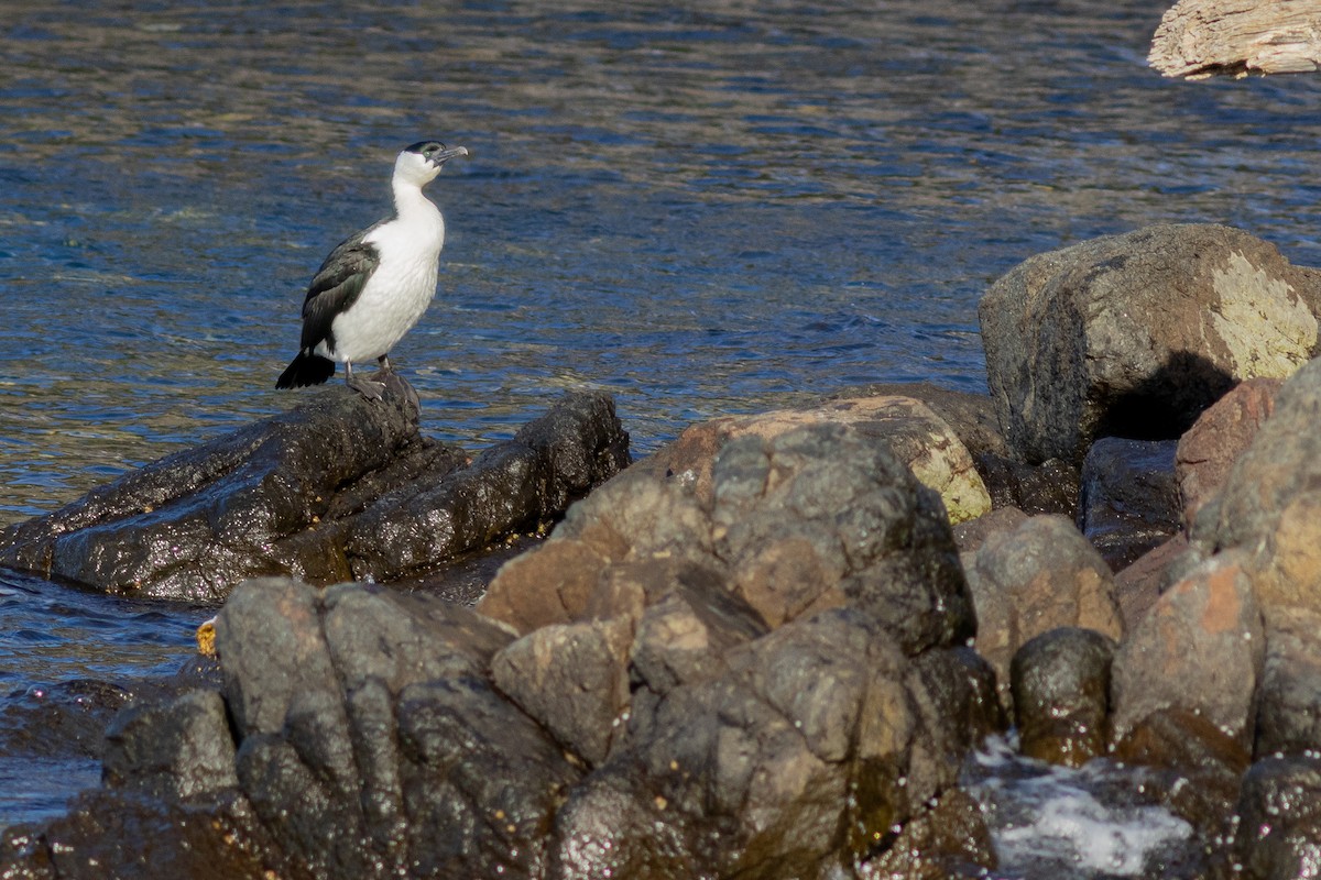 Black-faced Cormorant - ML629630615