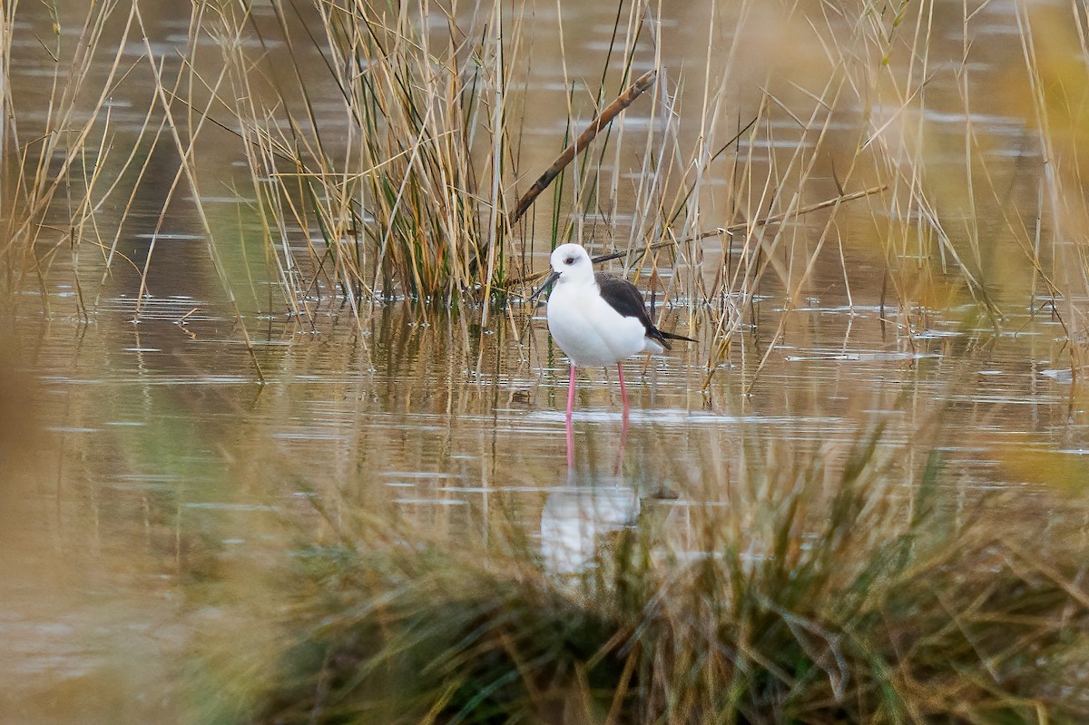Échasse blanche - ML629630669