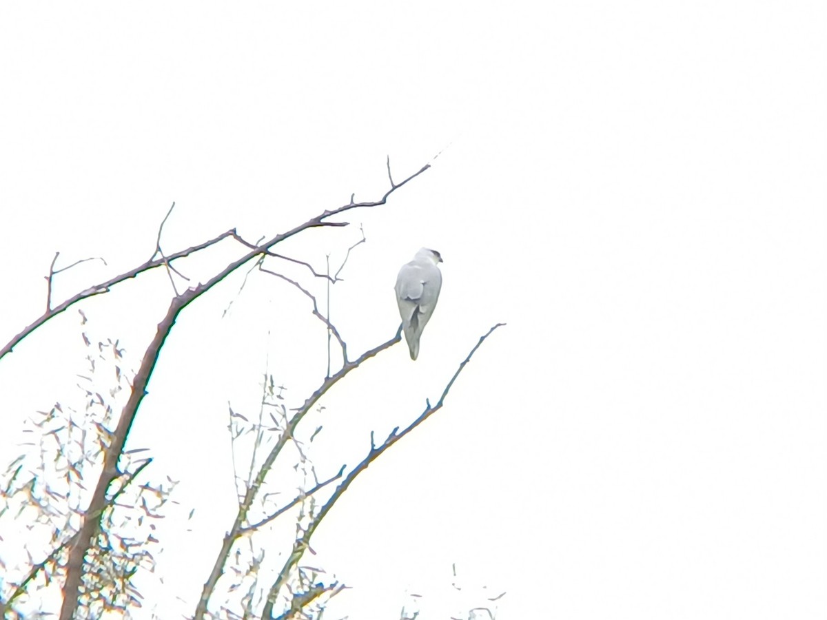 Black-shouldered Kite - ML629630670