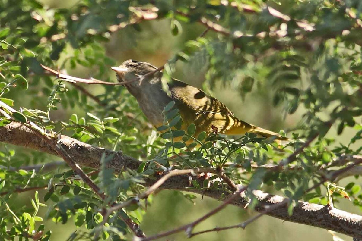 MacGillivray's Warbler - ML629630717
