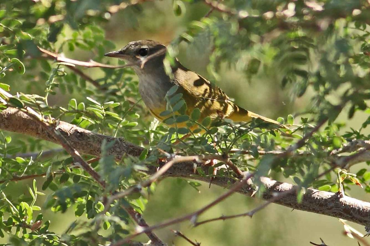 MacGillivray's Warbler - ML629630719