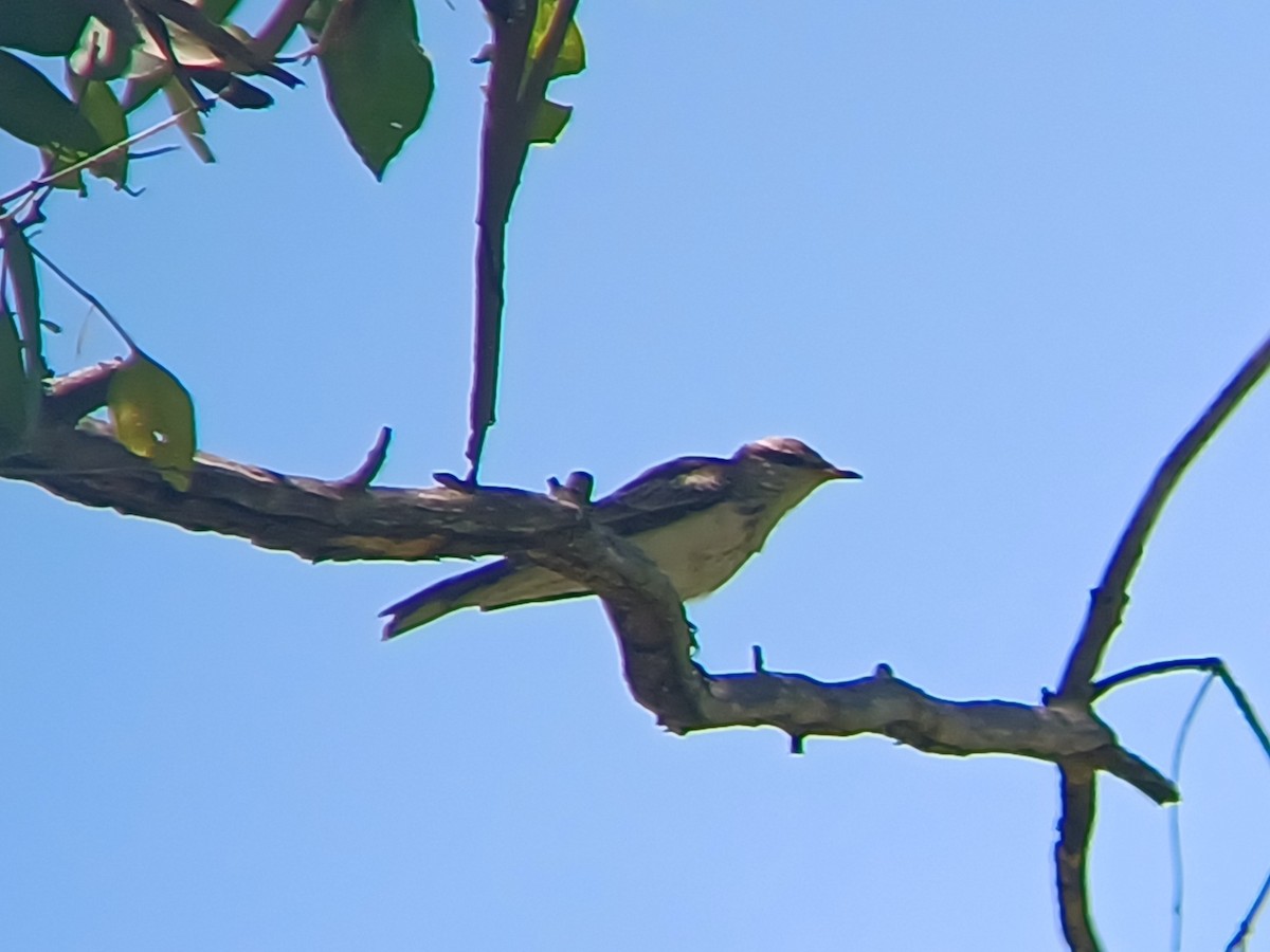 Oruguero Tricolor - ML629630797