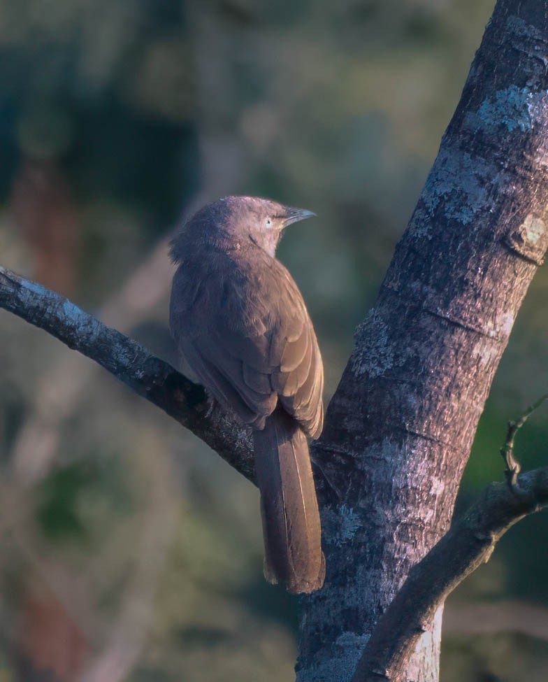 Jungle Babbler - ML629630970